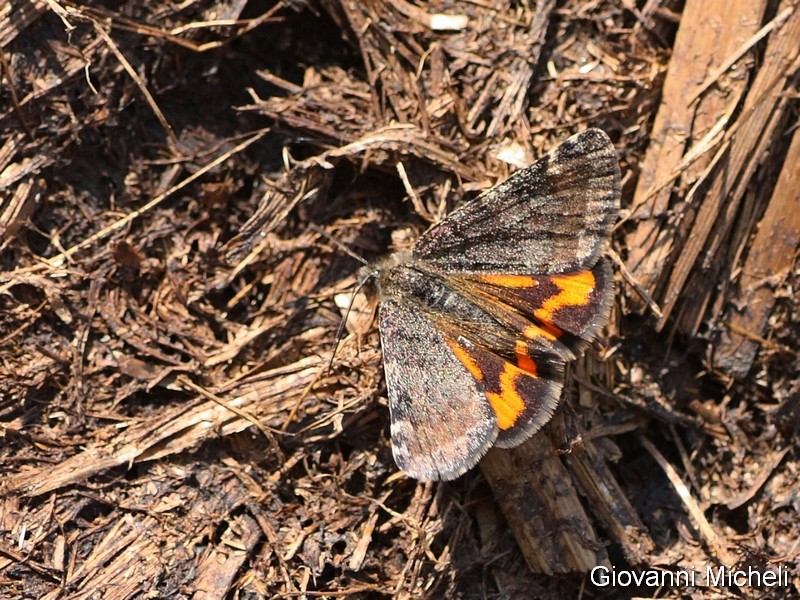 Boudinotiana notha  Geometridae